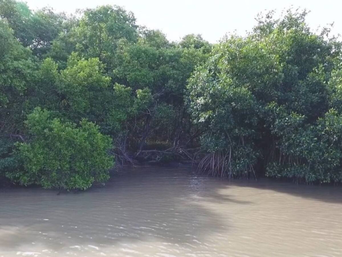 Con microalgas inicia la recuperación de las aguas de Mallorquín