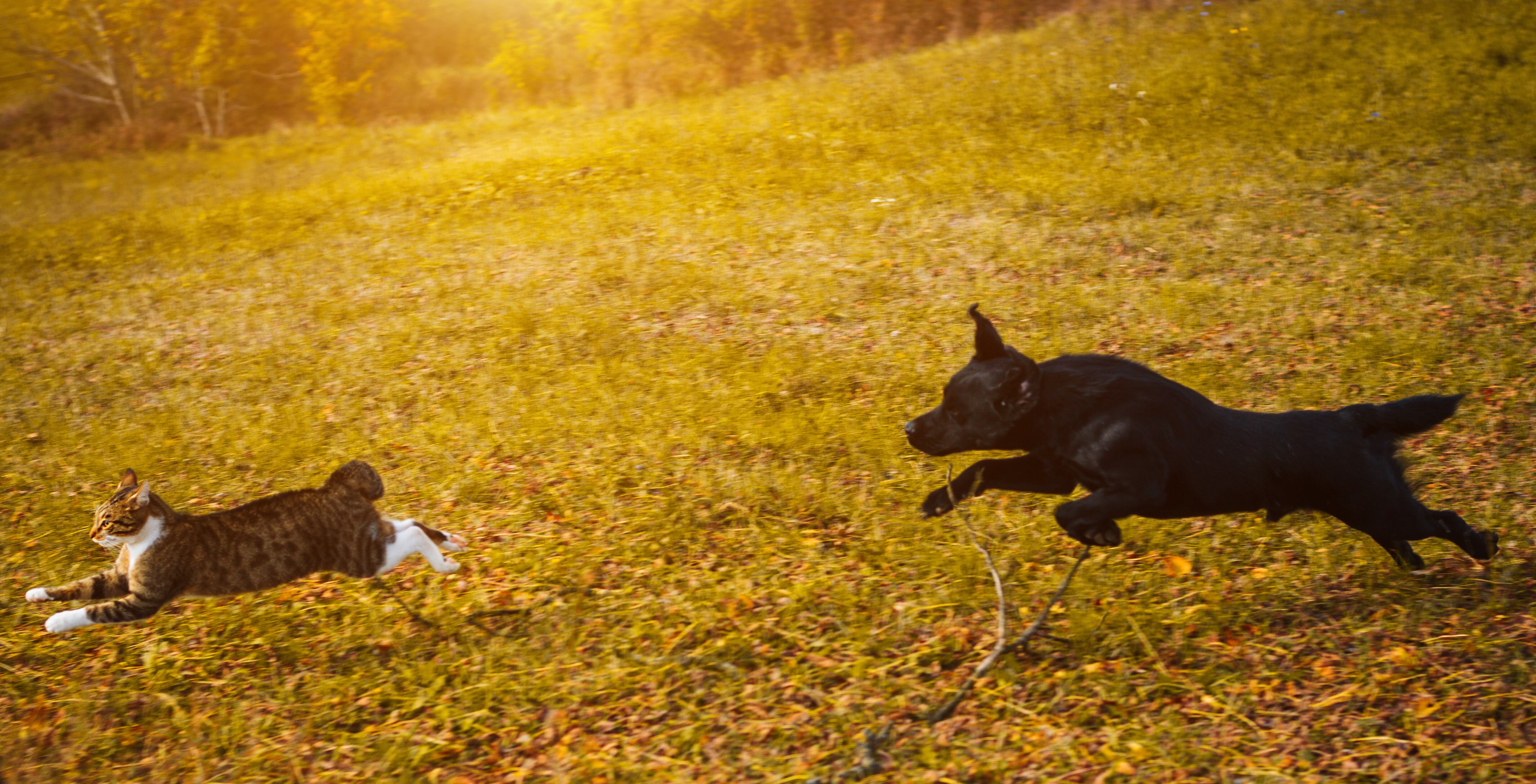 Trucos para evitar que su perro persiga a los gatos - Getty Images