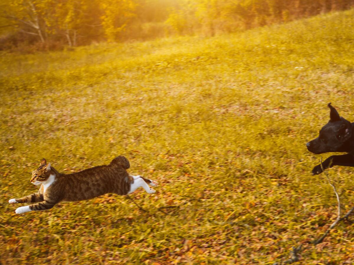¿Su perro persigue a los gatos en el parque? Evítelo con estos trucos