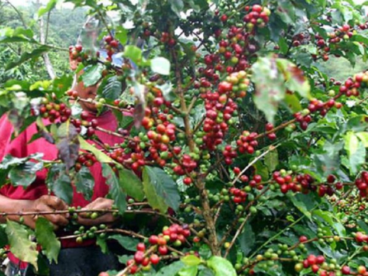 La cosecha cafetera en Antioquia dejará 1,2 billones de pesos