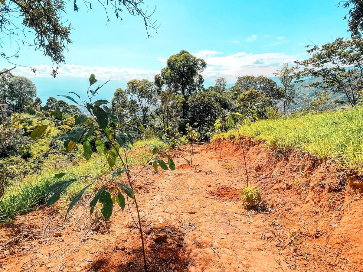 Con “sembratón” buscan recuperar el cerro Loma Hermosa, impactado por acciones ilegales