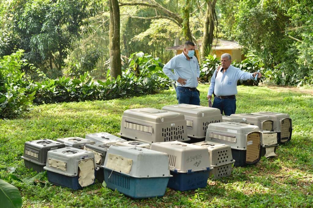 Según la Fiscalía, fue el operativo más grande de rescate de fauna que se ha hecho hasta el momento.