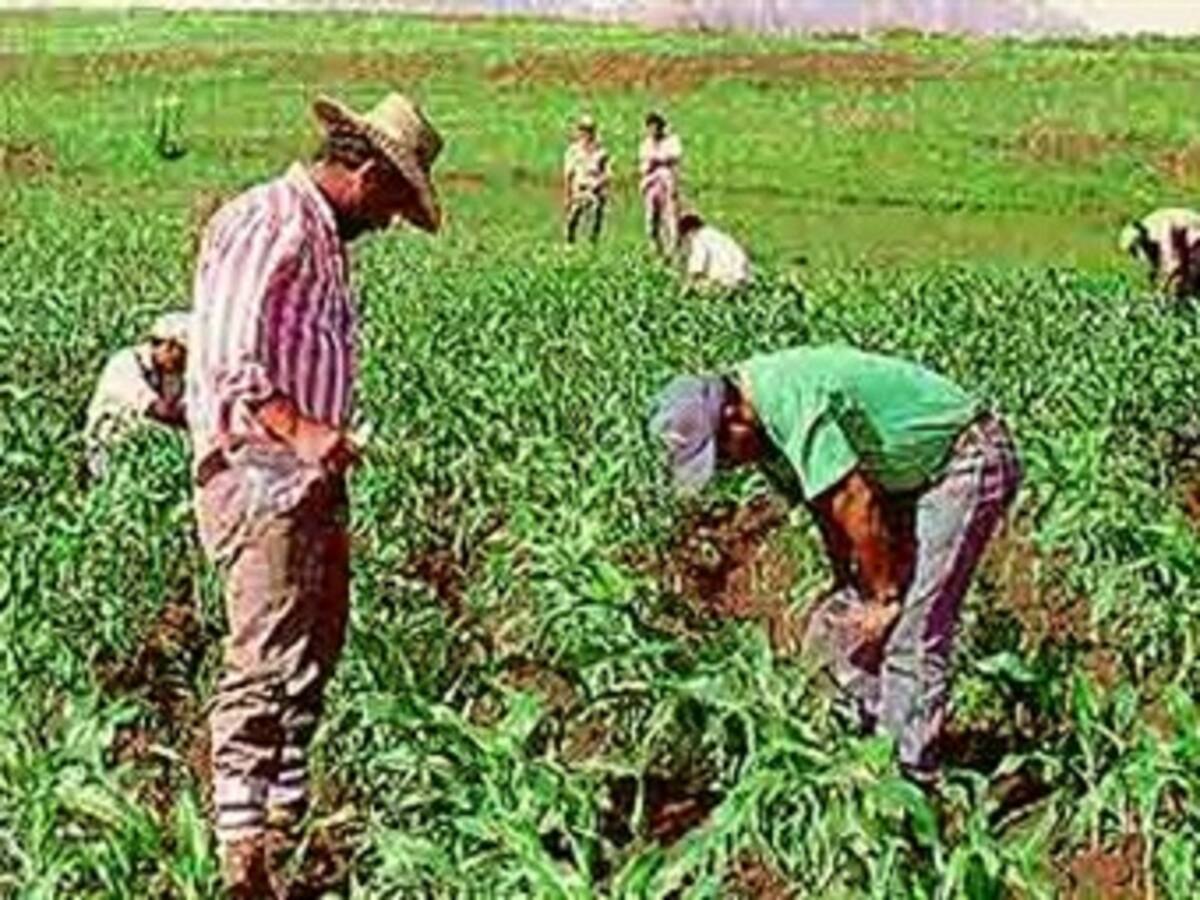 Agricultores alistan plan de choque para afrontar ‘El Niño’