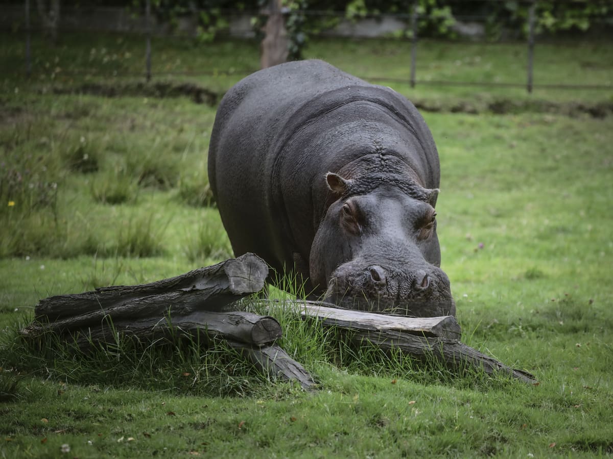 Biólogos y ambientalistas enfrentados por hipopótamos de Pablo Escobar