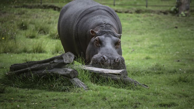 Biólogos y ambientalistas enfrentados por hipopótamos de Pablo Escobar