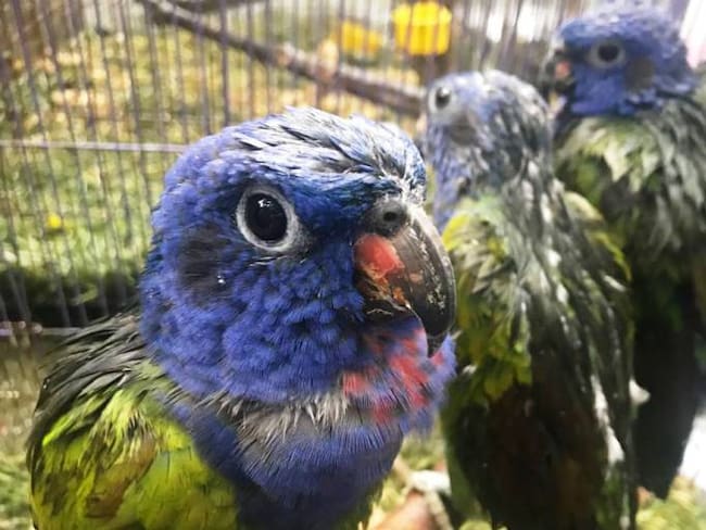 103 aves rescatadas fueron llevadas al Aviario de Barú en Cartagena