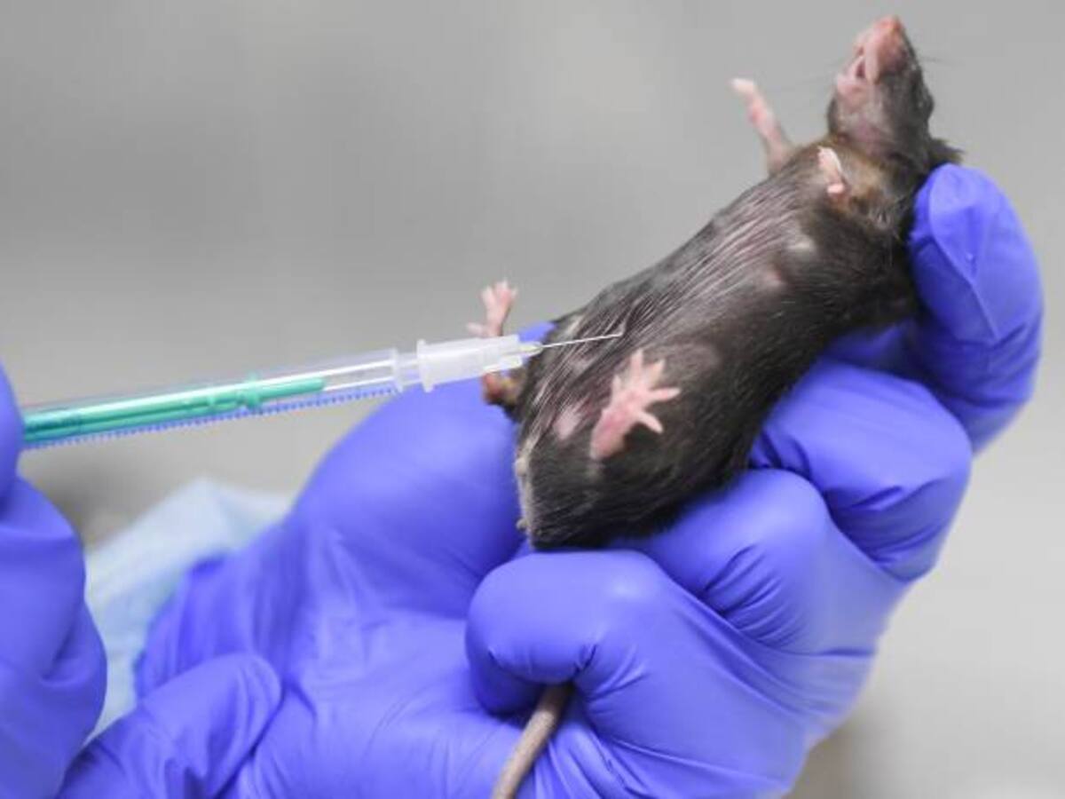 Científicos chinos prueban en ratones posible anticuerpo contra VIH