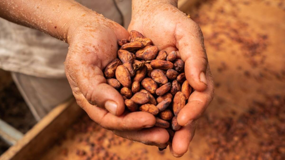 Saborea un delicioso cacao de la abuela, desde Barrancominas, en Guainía