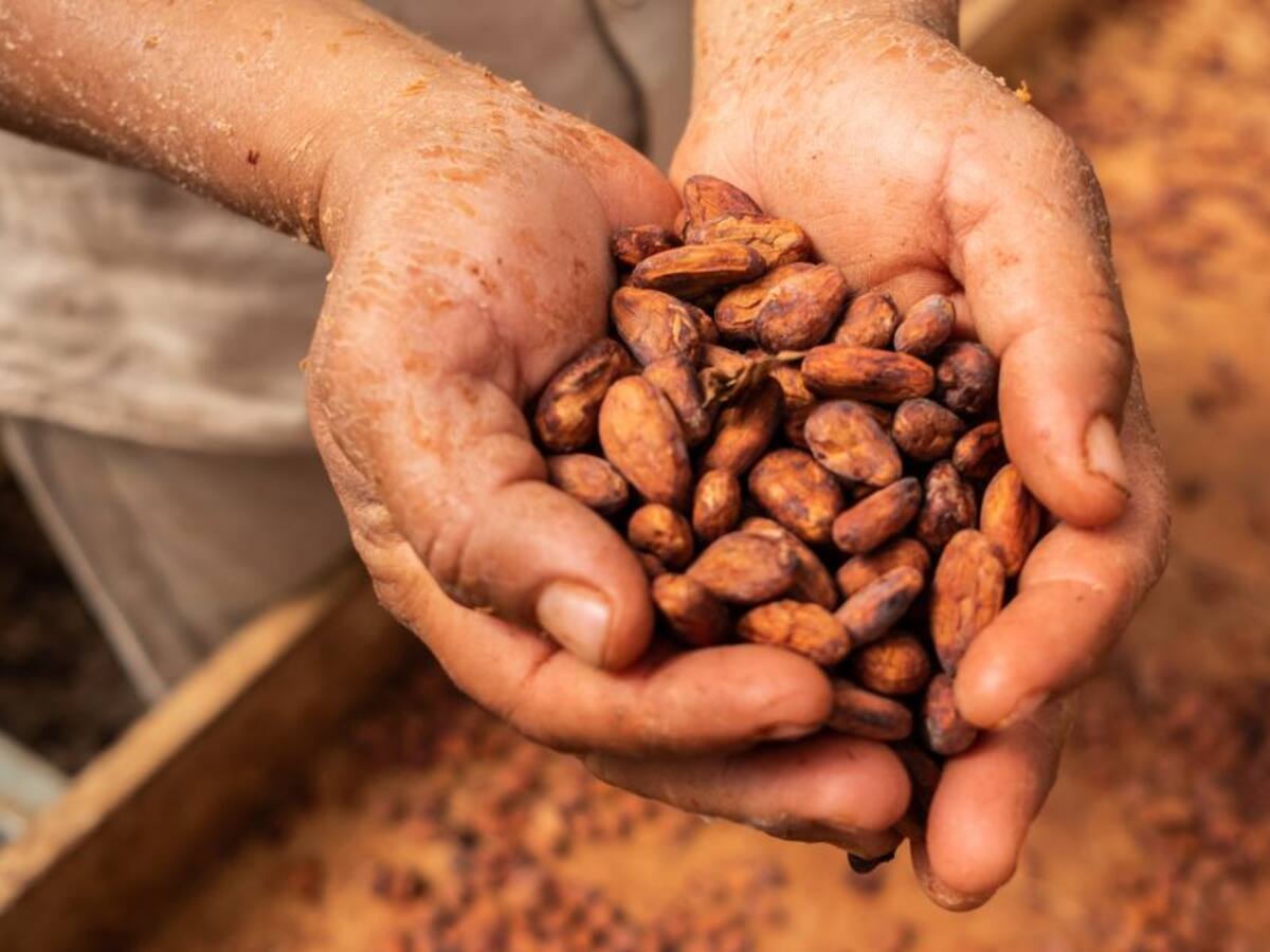 Saborea un delicioso cacao de la abuela, desde Barrancominas, en Guainía