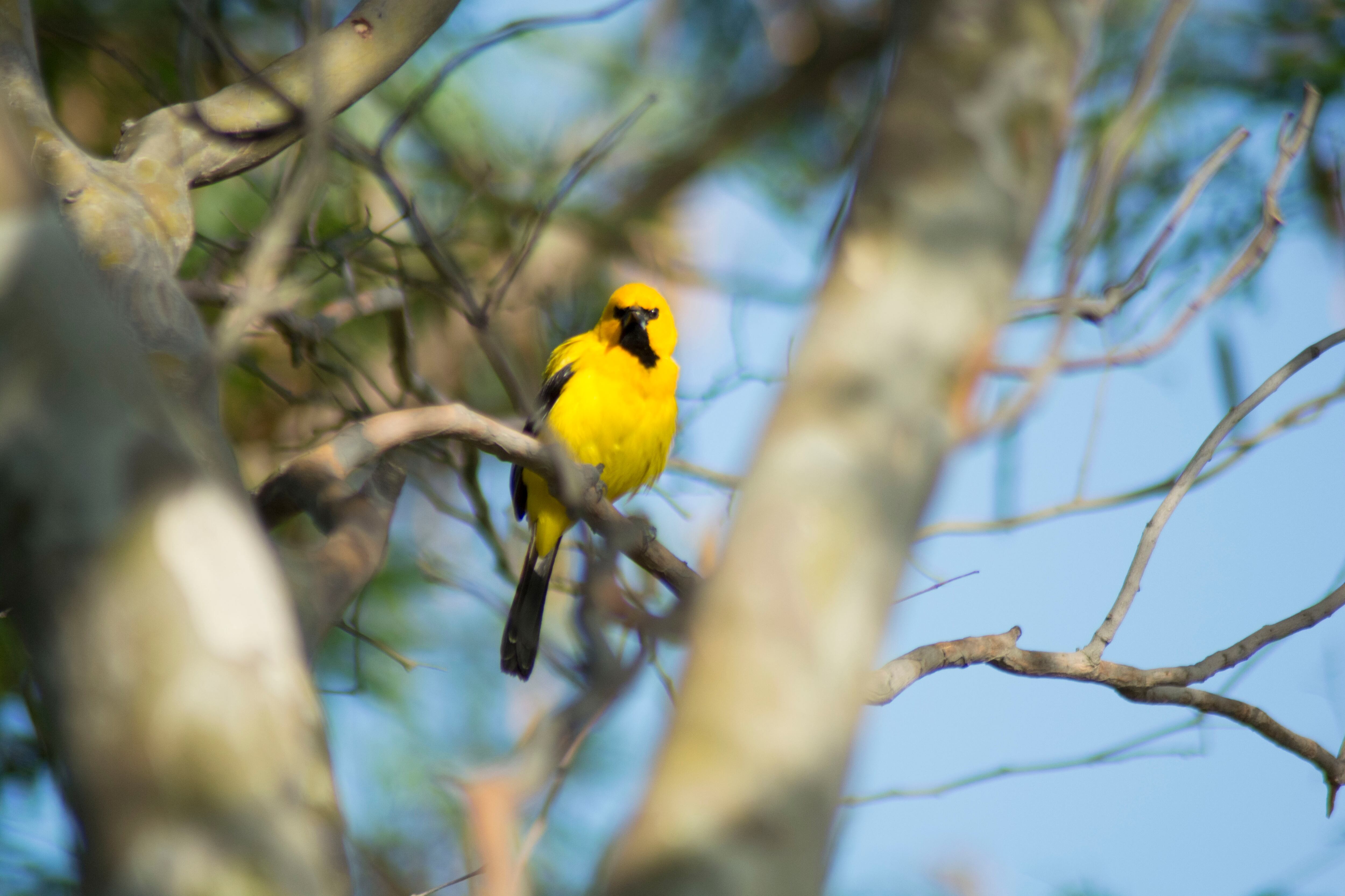 Aves . Universidad del Magdalena