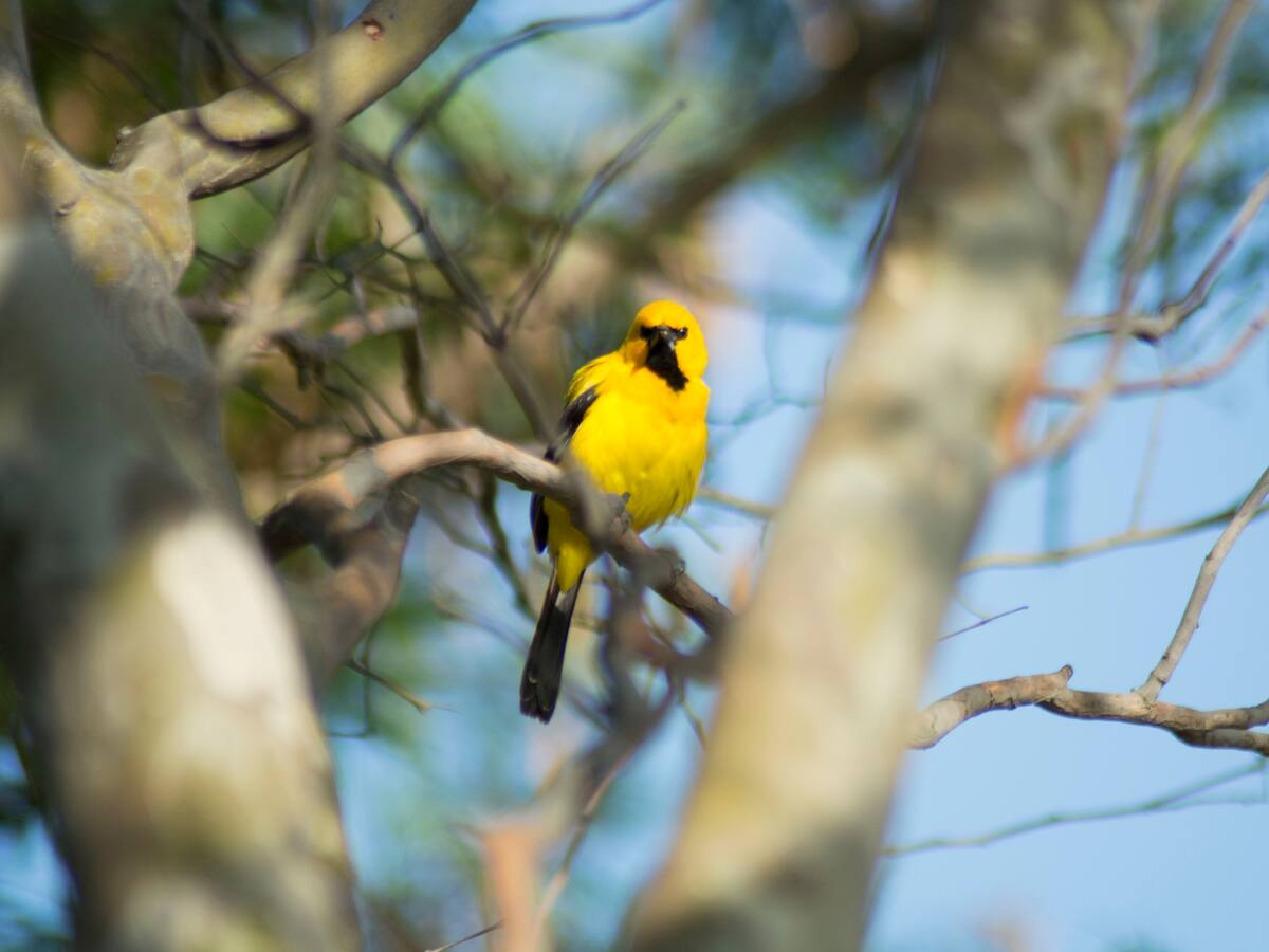 El Magdalena cumplió con la misión de aportarle a la cifra del Global Big Day en Colombia