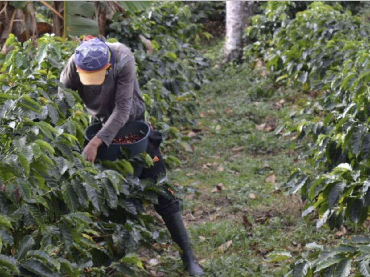 Con cuadrilla móvil reforzarán la vacunación en la cosecha cafetera