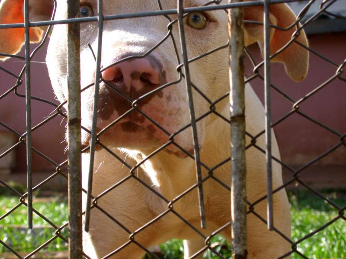 Otro ataque de “perro potencialmente peligroso” a menor en Barranquilla