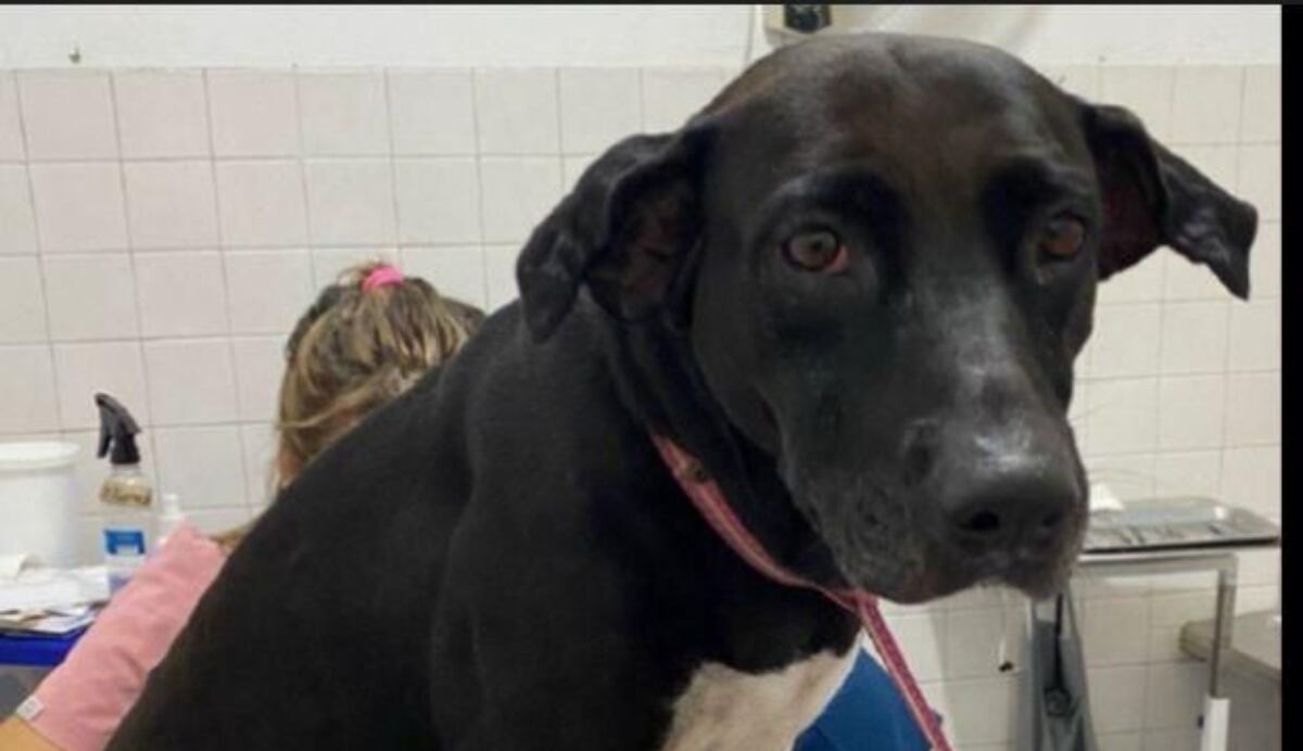 Lola, perita rescatada por el grupo GELMA de la Fiscalía