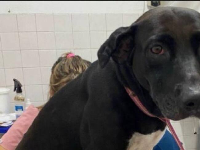 Lola, perita rescatada por el grupo GELMA de la Fiscalía