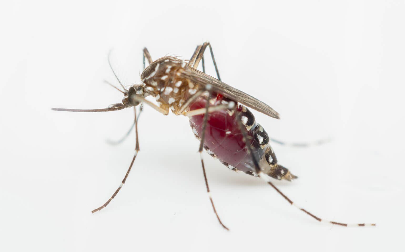 Aedes aegypti transmisor de la fiebre amarilla