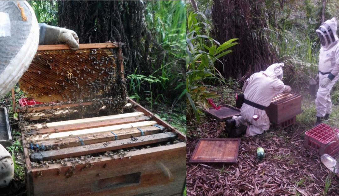 Bomberos de Líbano, Tolima, también trabajan en apicultura para ayudar con los gastos.