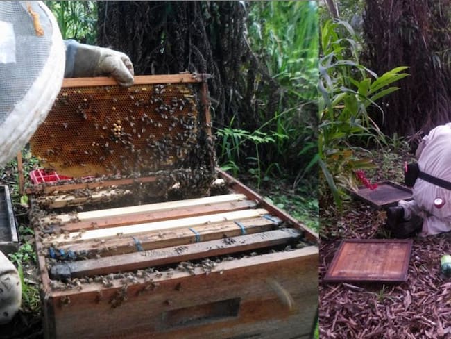 Bomberos de Líbano, Tolima, también trabajan en apicultura para ayudar con los gastos.