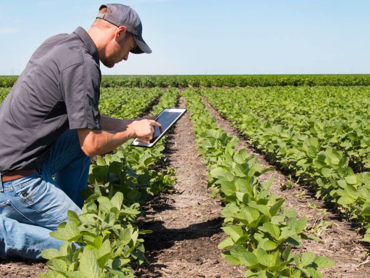 Aplicación orienta a los campesinos sobre plagas y enfermedades en cultivos