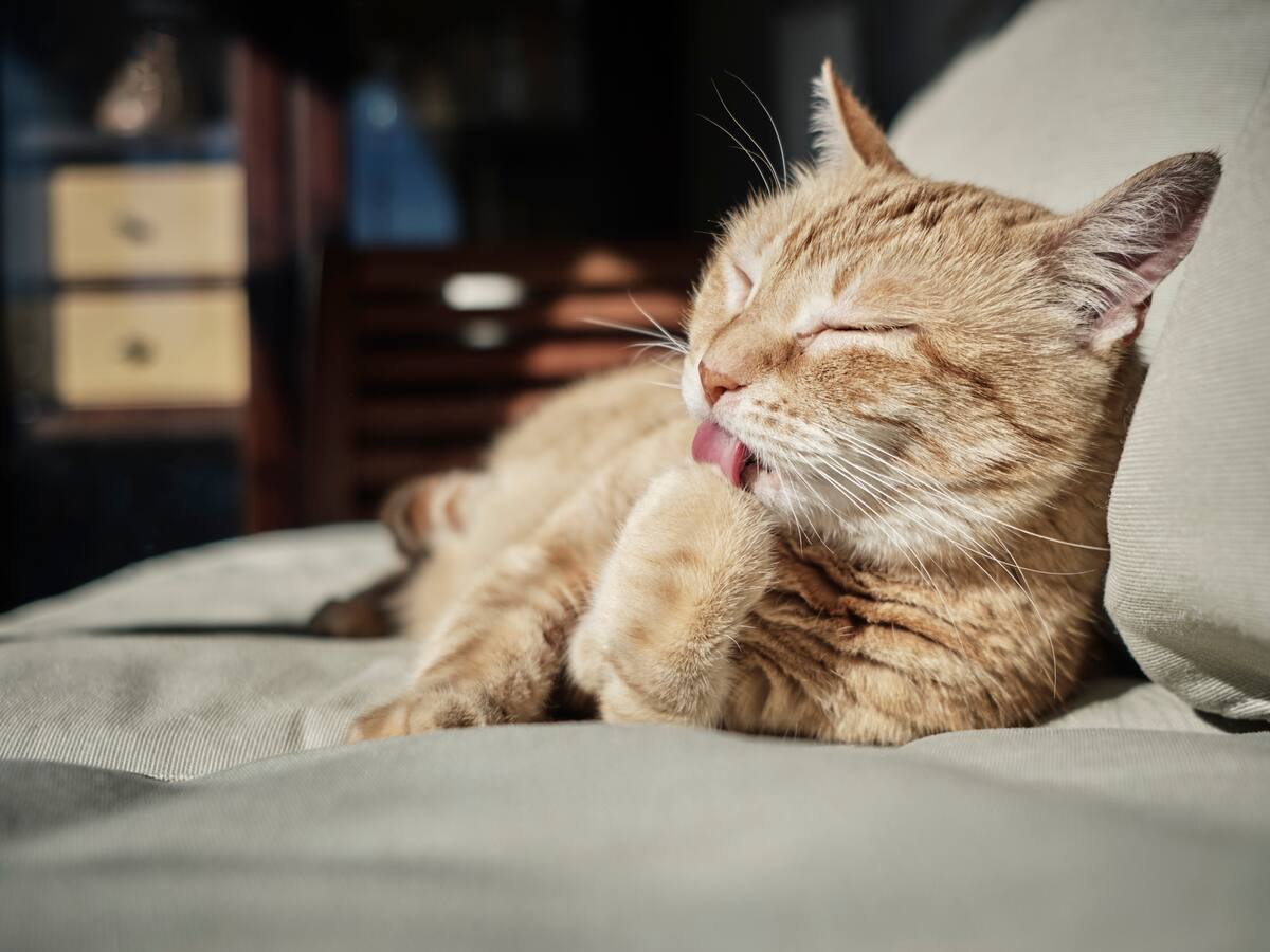 Gato que predice la muerte: el felino se volvió tendencia tras varios aciertos
