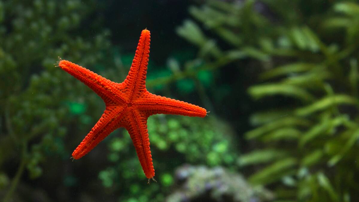 ¿Dónde tienen la cabeza las estrellas de mar? Estudio científico resolvió el gran misterio