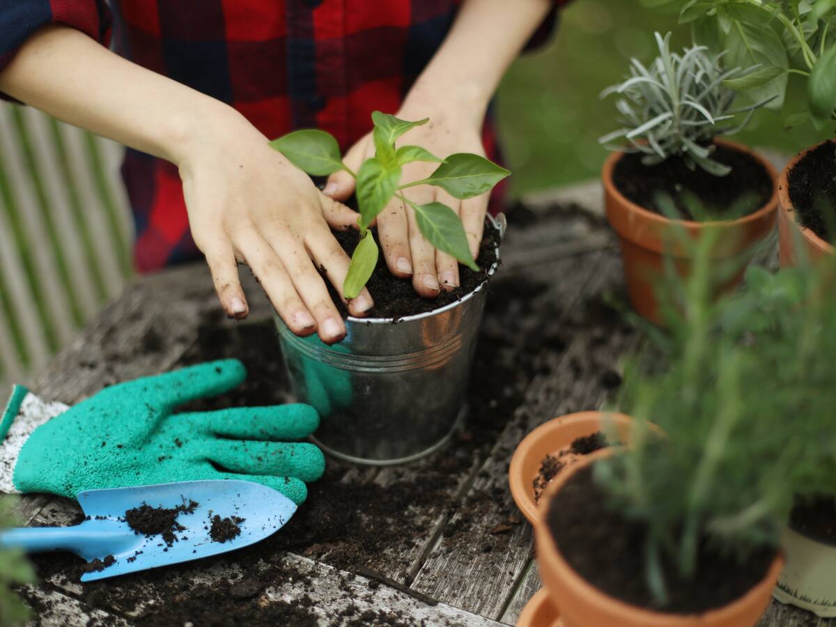 Cómo cultivar plantas en macetas