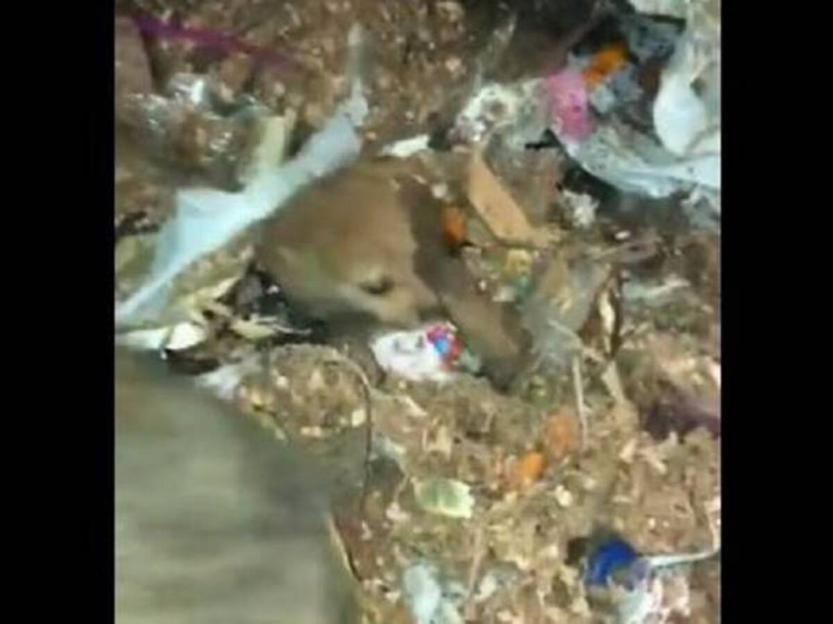 Rescatan a un cachorro de ser triturado por un camión de basura