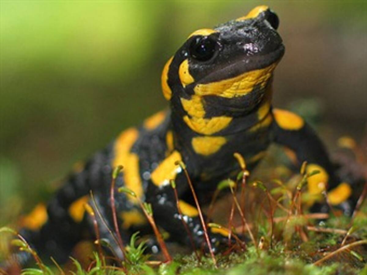 Desaparecen 10 especies de anfibios y reptiles en selvas del sureste mexicano