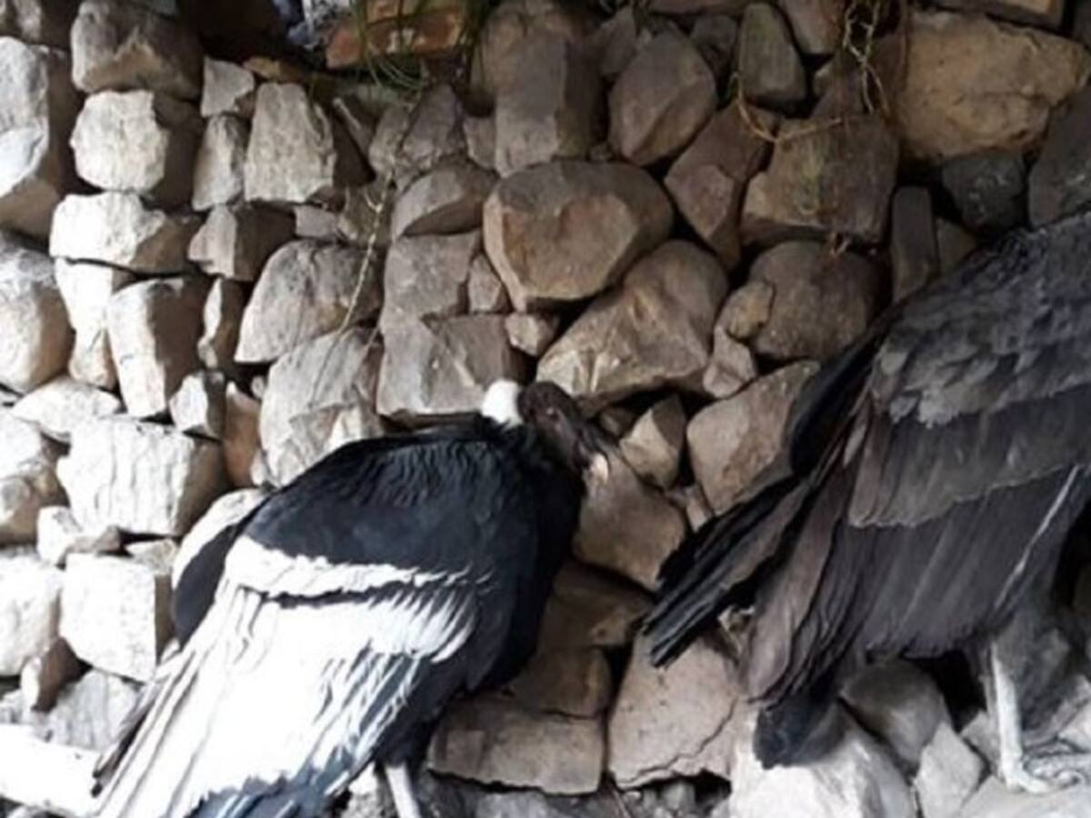 Cóndores del páramo del Almorzadero murieron por disparos y envenenamiento