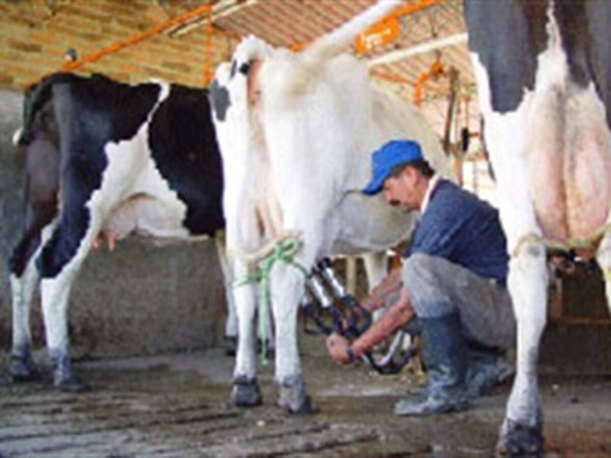 Enfrentamiento entre el gobierno y lecheros por el TLC con Europa