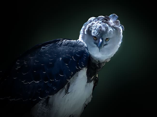 Águila Arpía. Foto: Getty Images.