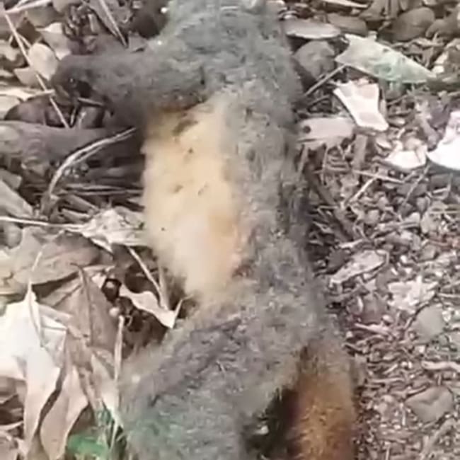 Foto: suministrada por la comunidad de la Buitrera zona rural de Cali