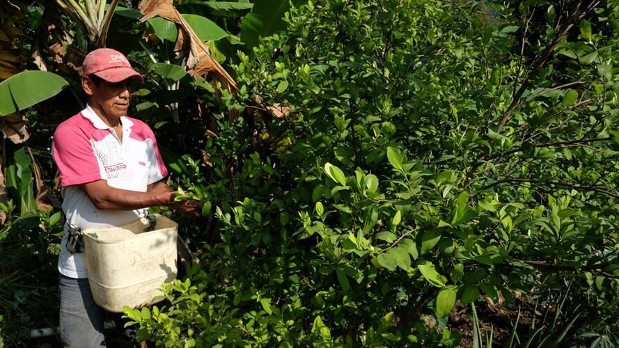 Suspenden erradicación forzada tras firma de preacuerdo en Cauca. Foto: Colprensa