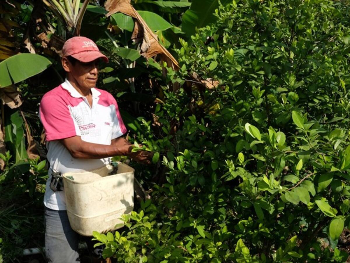 Suspenden erradicación forzada tras firma de preacuerdo en Cauca