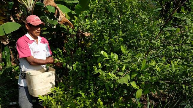 Suspenden erradicación forzada tras firma de preacuerdo en Cauca. Foto: Colprensa
