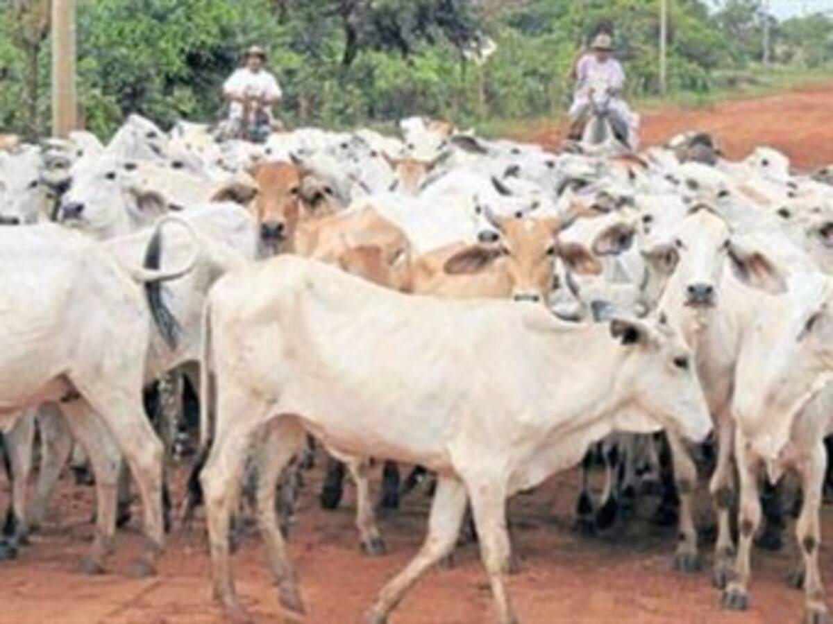 Gobierno Nacional ordenó la liquidación judicial del Fondo Ganadero de Sucre