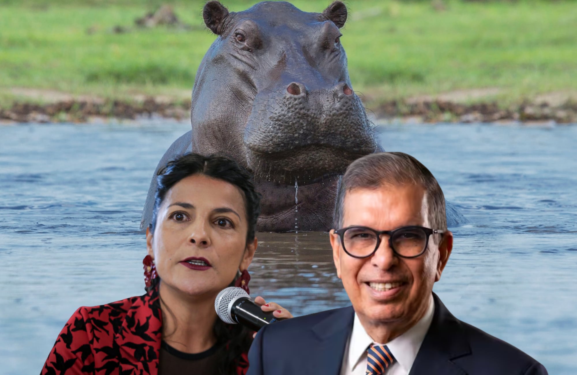 Imagen de referencia de hipopótamos, Irene Vélez y Fabio Arjona. Fotos: Getty Images / (Colprensa - Cristian Bayona) / Equipo Abelardo de la Espriella