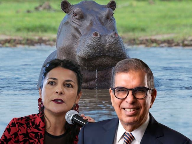 Imagen de referencia de hipopótamos, Irene Vélez y Fabio Arjona. Fotos: Getty Images / (Colprensa - Cristian Bayona) / Equipo Abelardo de la Espriella
