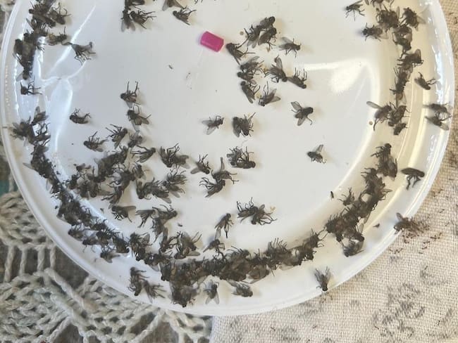 En Turbaco denuncian crisis sanitaria por moscas y roedores luego de una feria equina