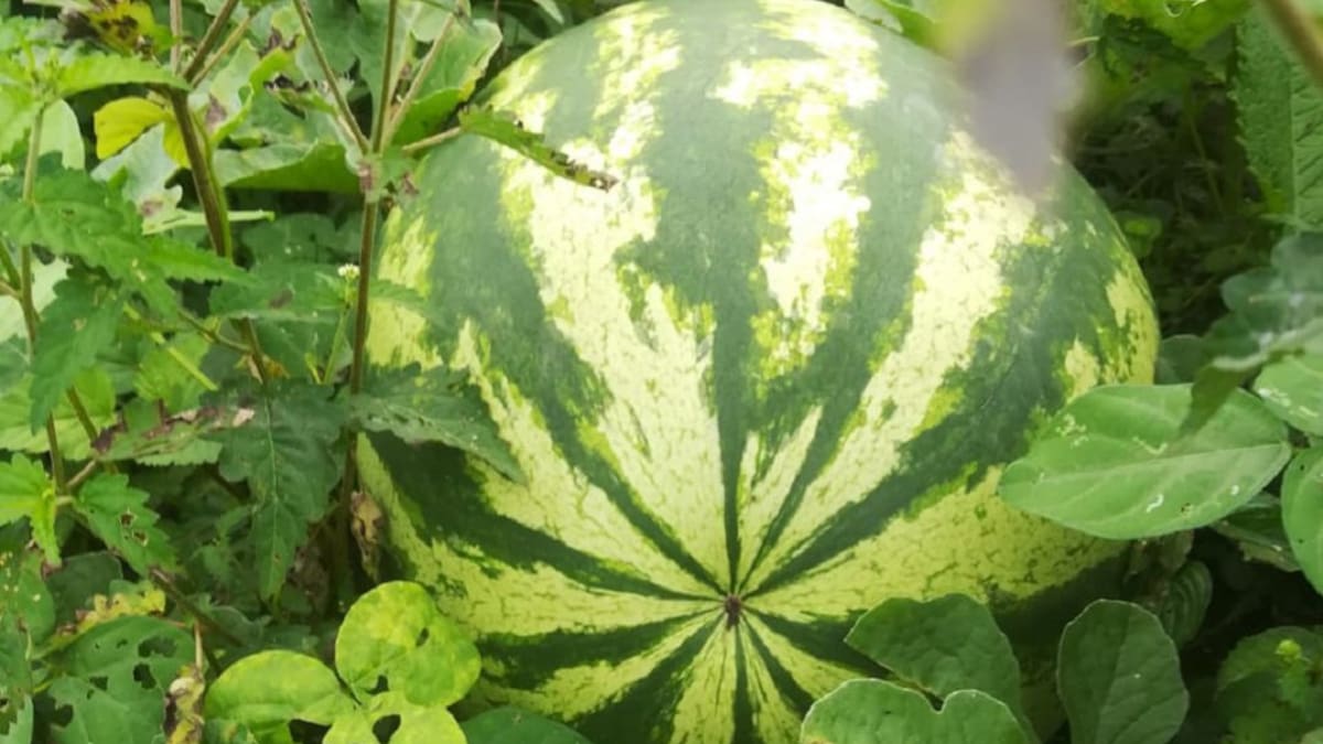 Productores de patilla denuncian que intermediarios les roban sus cosechas