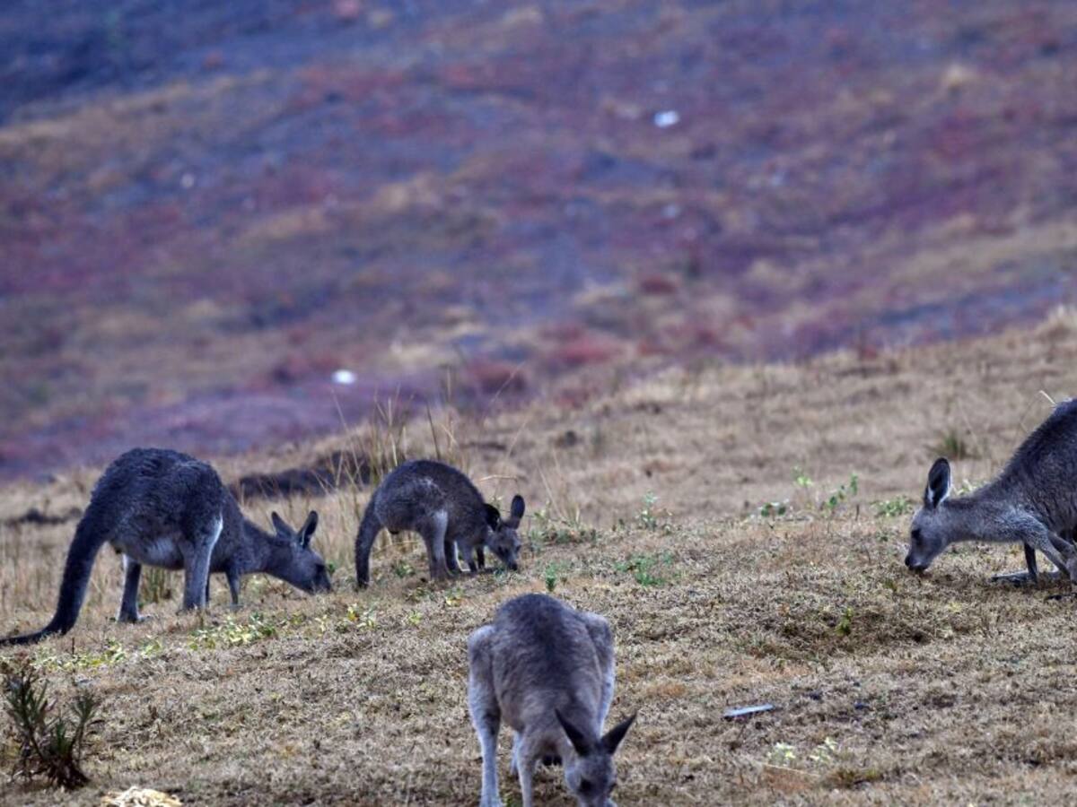 Incendios en Australia matan a la mitad de los koalas