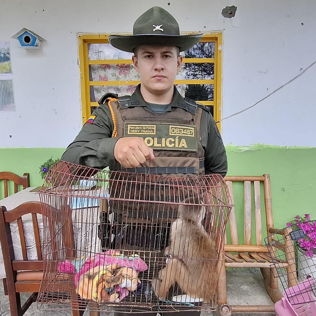 Dos casos de maltrato animal en el Quindío: dos perros y un mono fueron rescatados, hay una captura