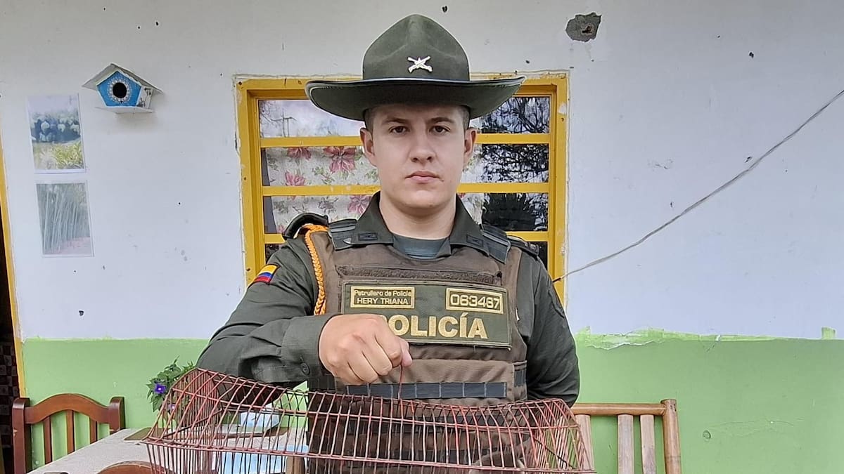Dos casos de maltrato animal en el Quindío: dos perros y un mono fueron rescatados, hay una captura
