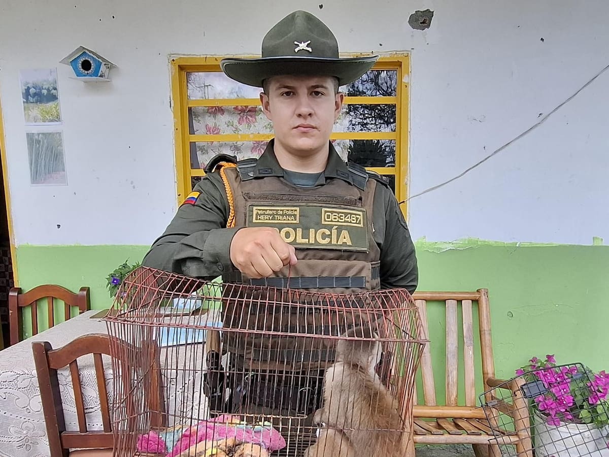 Dos casos de maltrato animal en el Quindío: dos perros y un mono fueron rescatados, hay una captura