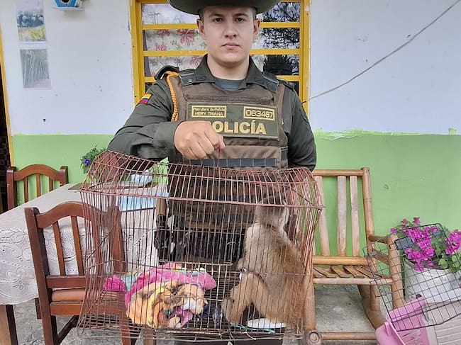 Rescate de mono en cautiverio en Calarcá, Quindío. Foto: Cortesía Policía, Quindío
