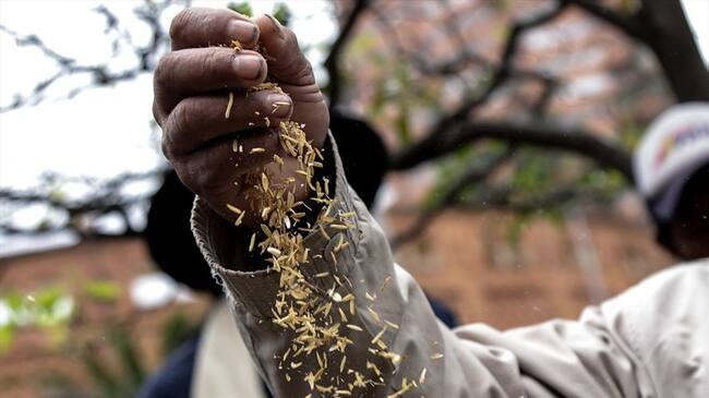 Paro de arroceros en Colombia sigue latente en el panorama nacional. Foto: Colprensa