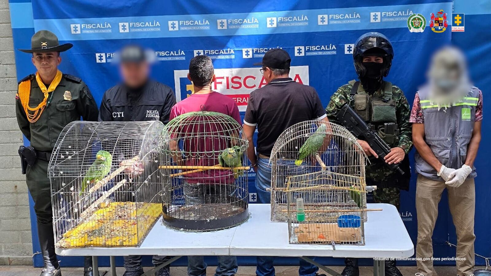 Enviaron a prisión a dos hombres por tener en cautiverio a tres loras en Medellín. Foto: Fiscalía