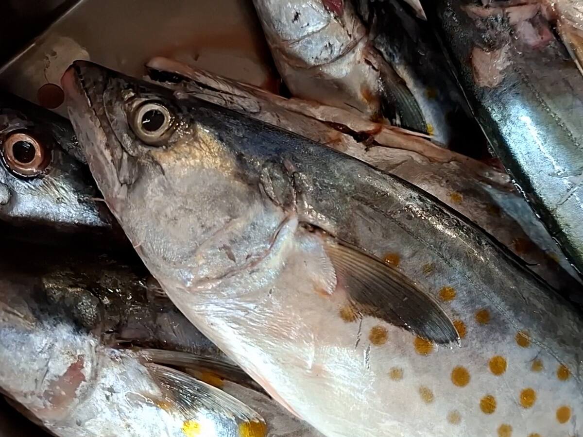 Inicia la feria del pescado en Pasto, estos son los lugares y horarios