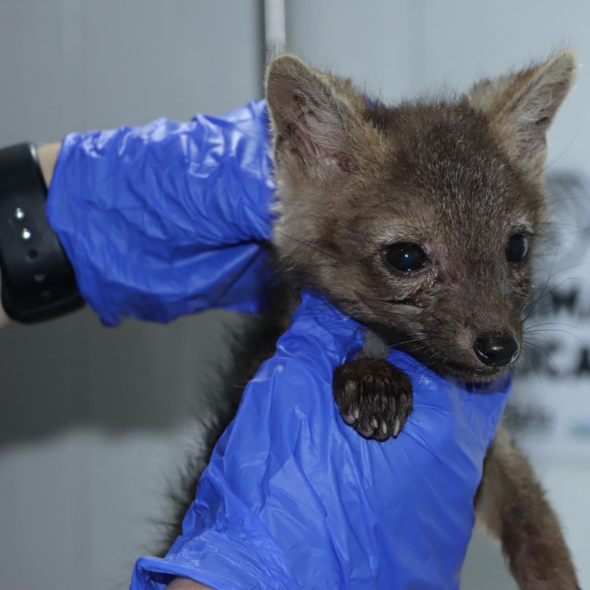 Confunden una cría de zorro con un cachorro y logran su rescate en Algeciras