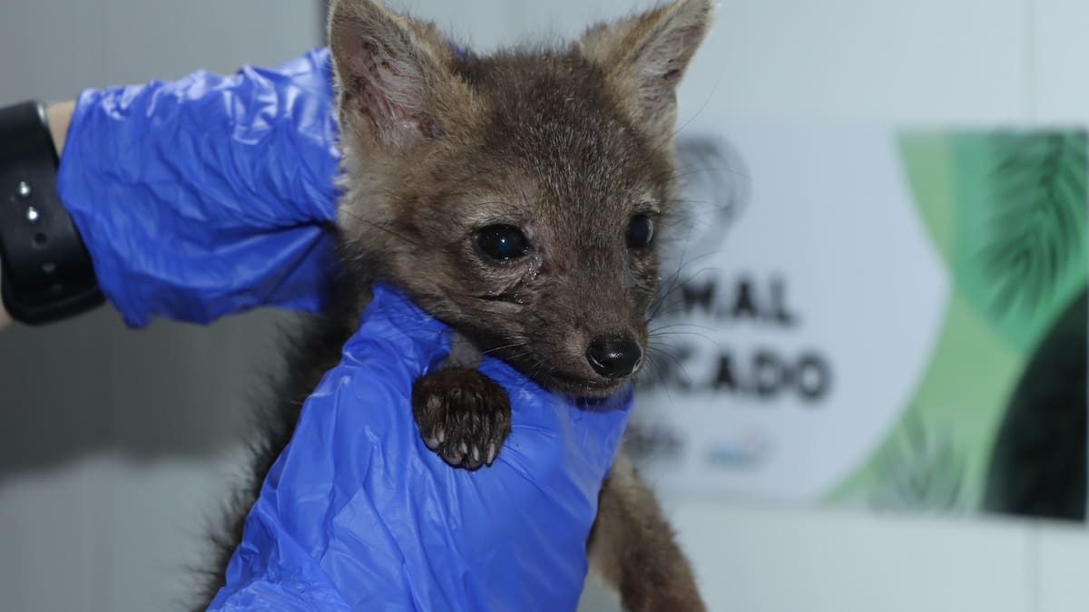 Confunden una cría de zorro con un cachorro y logran su rescate en Algeciras